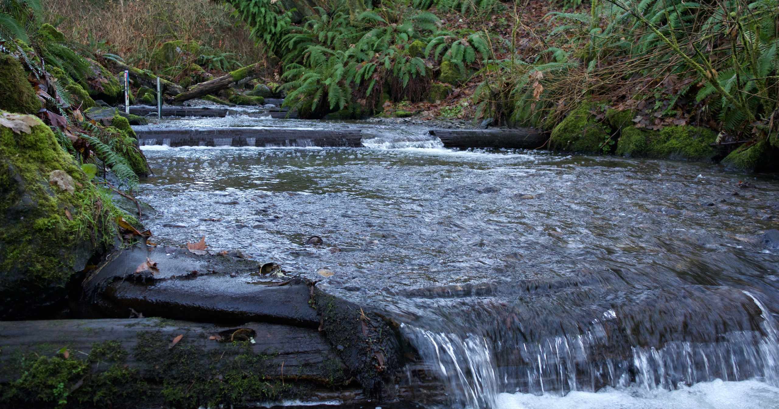 Pipers Creek in Carkeek Park in Seattle