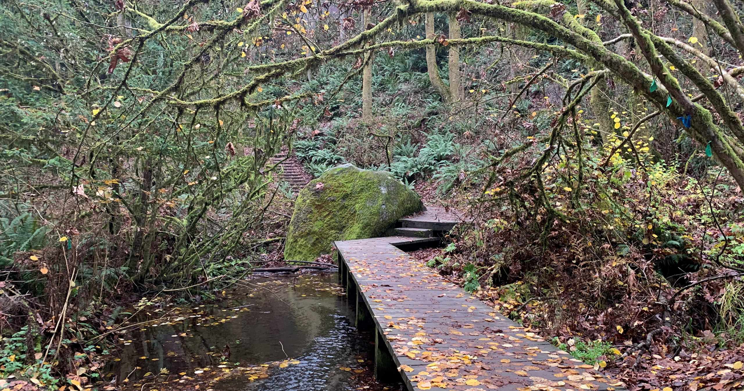 Trail at Ravenna Park in Seattle